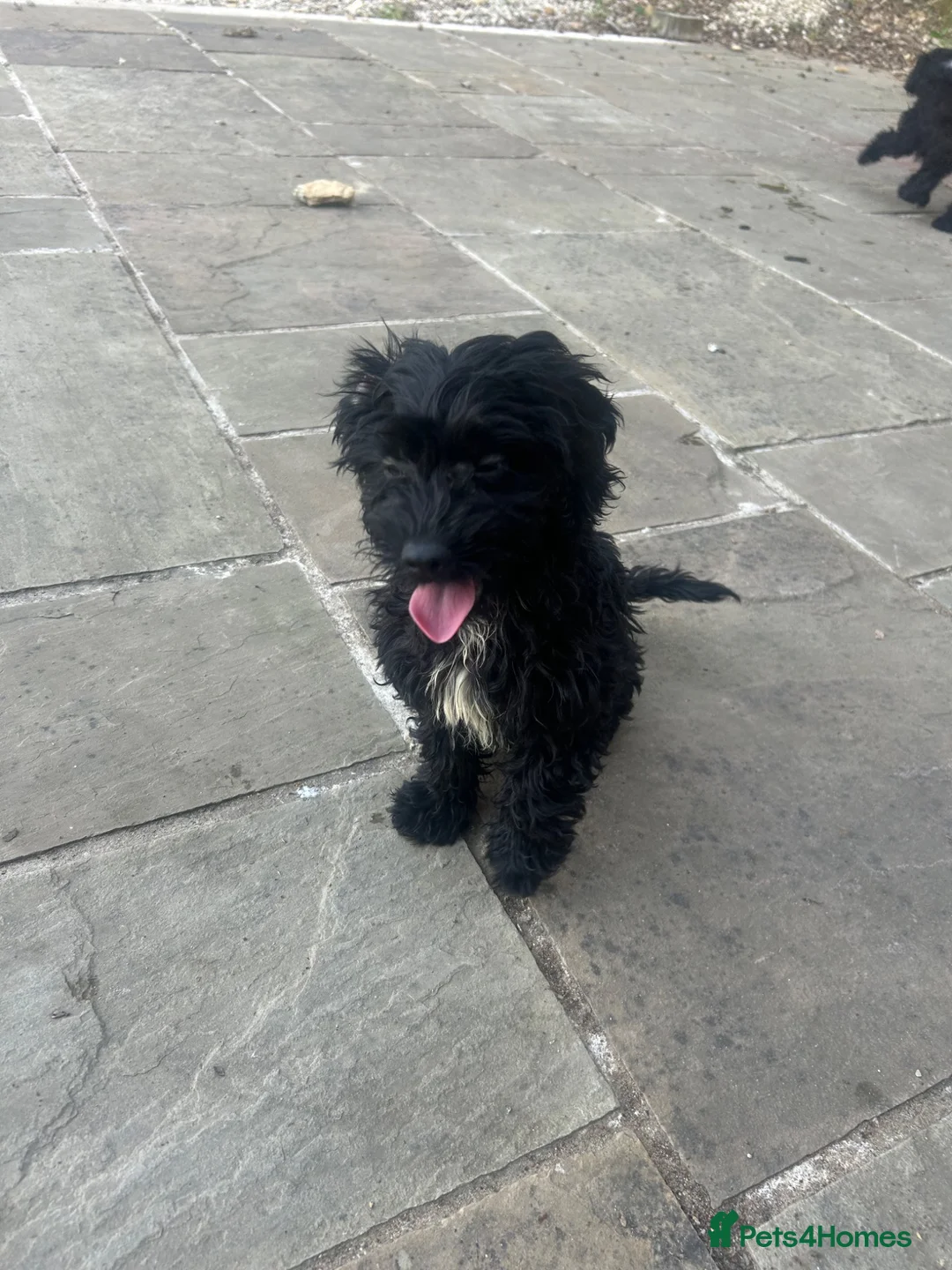 Cockapoo dogs for sale: Stunning f1 Cockerpoo puppies - Advert 1