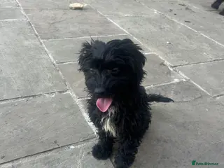 Cockapoo dogs Stunning f1 Cockerpoo puppies - Advert 1