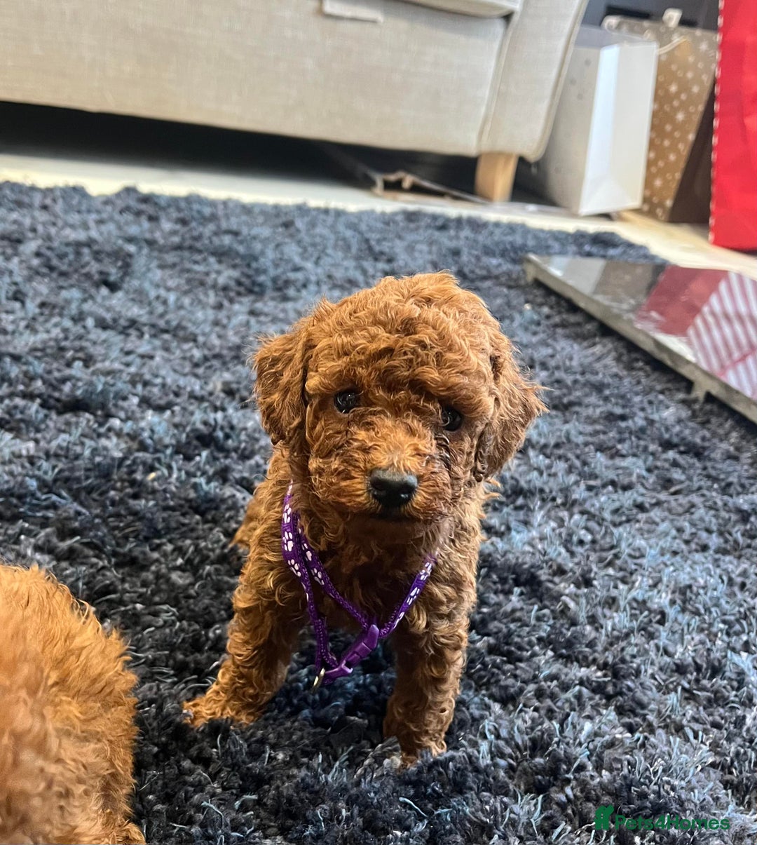 Miniature Poodle dogs for sale: FOX Red Miniature Poodles!!! 400 Health Tests!! - Advert 19