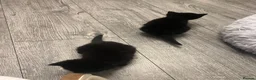 Domestic Shorthair cats for sale: 6 beautiful domestic shorthair kittens  - Advert 14