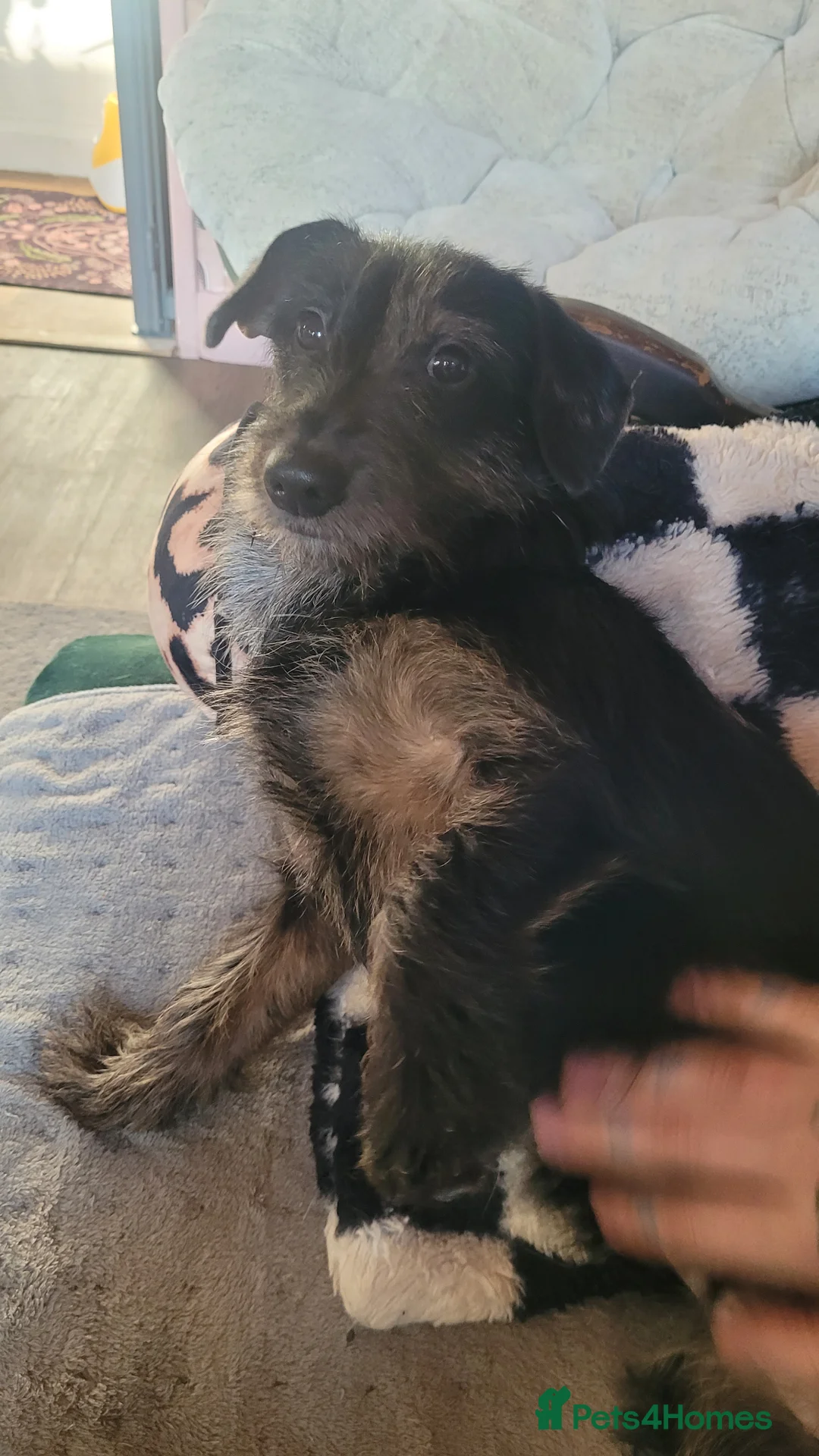 Mixed Breed dogs for sale: 8 month female puppy for sale in London - Advert 2