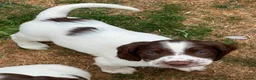 English Springer Spaniel dogs for sale: HEALTH TESTED QUALITY ENGLISH SPRINGER SPANIELS  - Advert 29