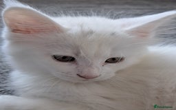 Maine Coon cats for sale: Pure Maine coons fully vaccinated and chipped  - Image 30