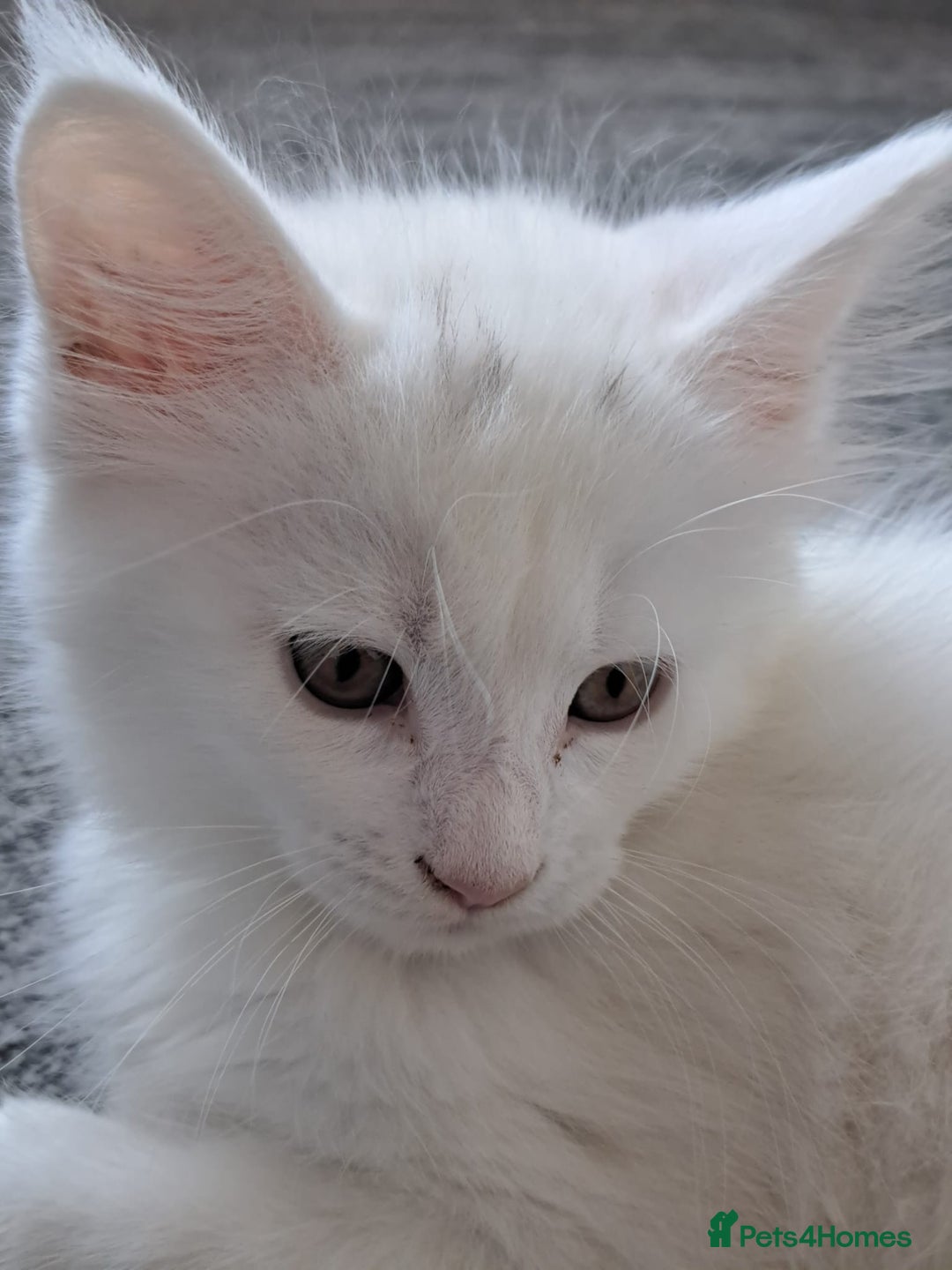 Maine Coon cats for sale: Pure Maine coons fully vaccinated and chipped  - Image 30