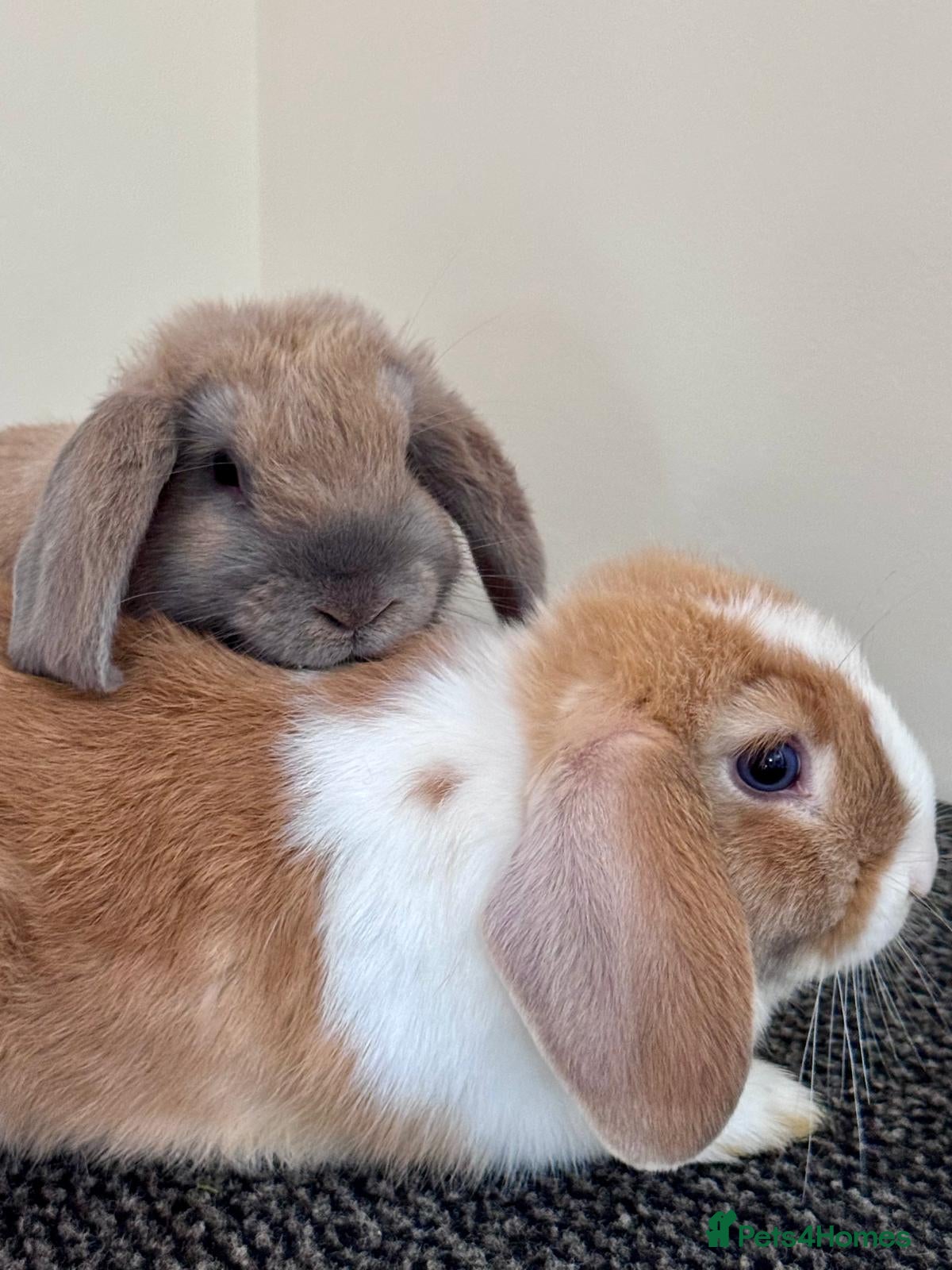 Mini Lop rabbits Gorgeous girls - Advert 1