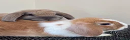 Mini Lop rabbits for sale: Gorgeous girls - Advert 1