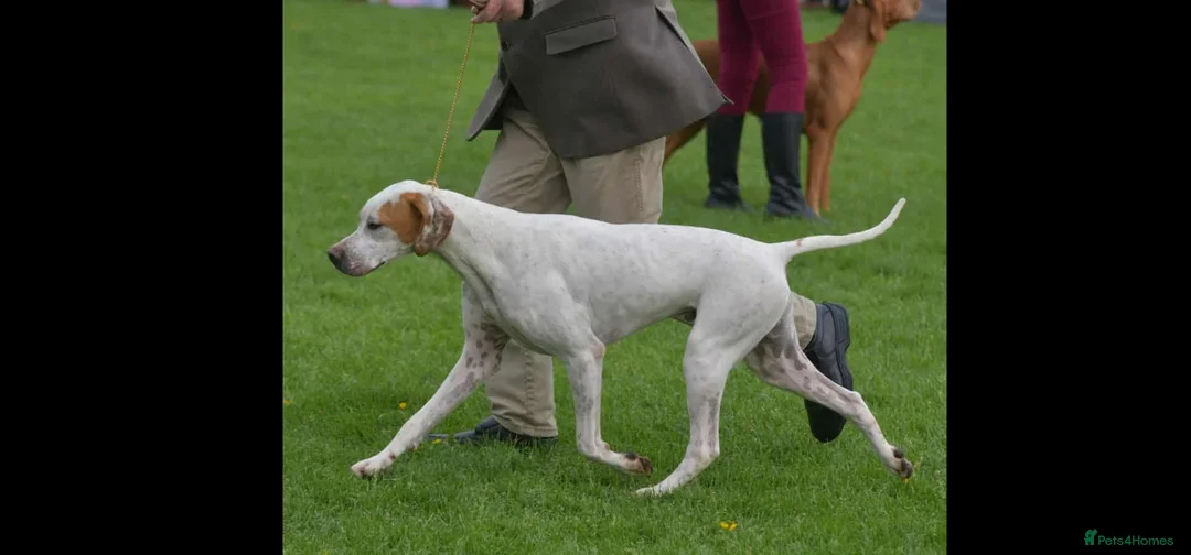 Pointer dogs for sale: Quality Pointer puppies - Advert 14