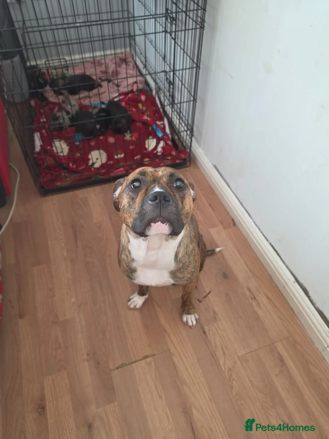 Mixed Breed dogs for sale: Fraffies *staff/frenchie* in Chertsey - Advert 28