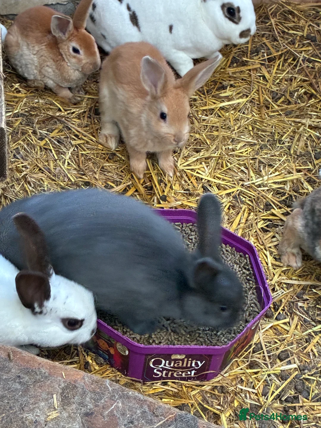Mixed Breed rabbits for sale: Very friendly Rex, velvet & mixed bunnies  - Advert 5