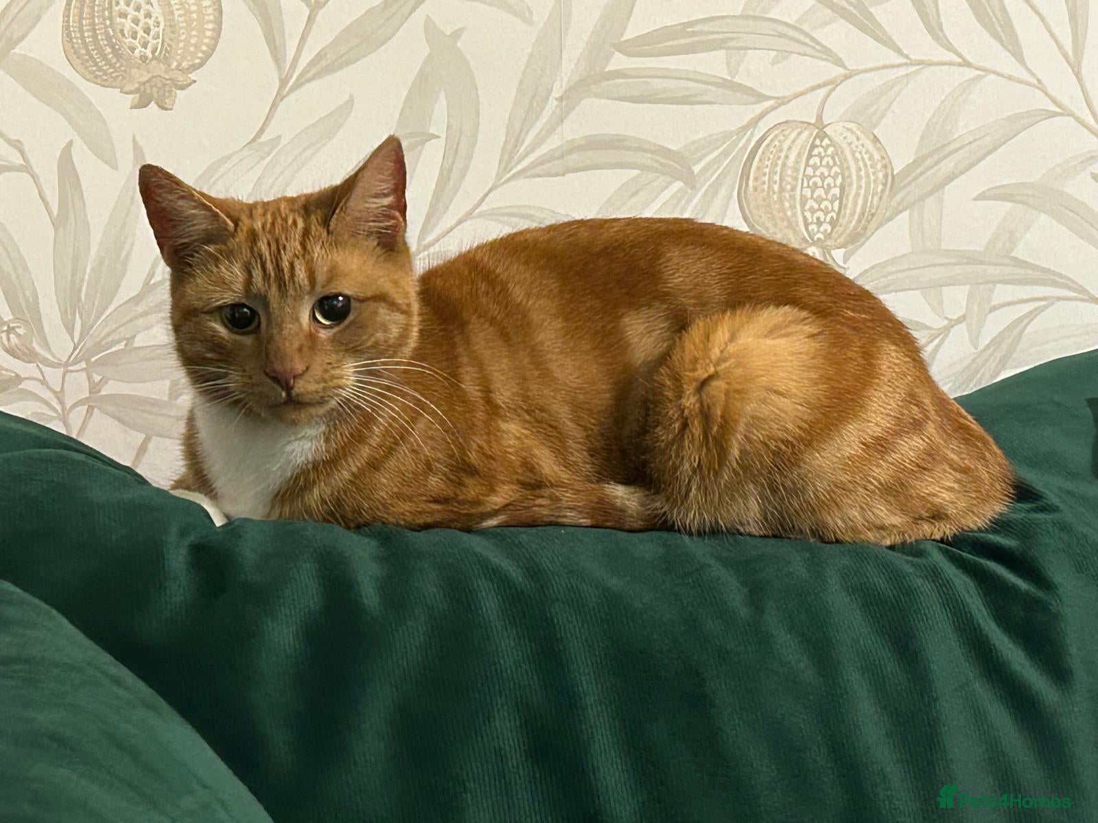 Mixed Breed cats Female ginger cat in Chesterfield - Advert 1