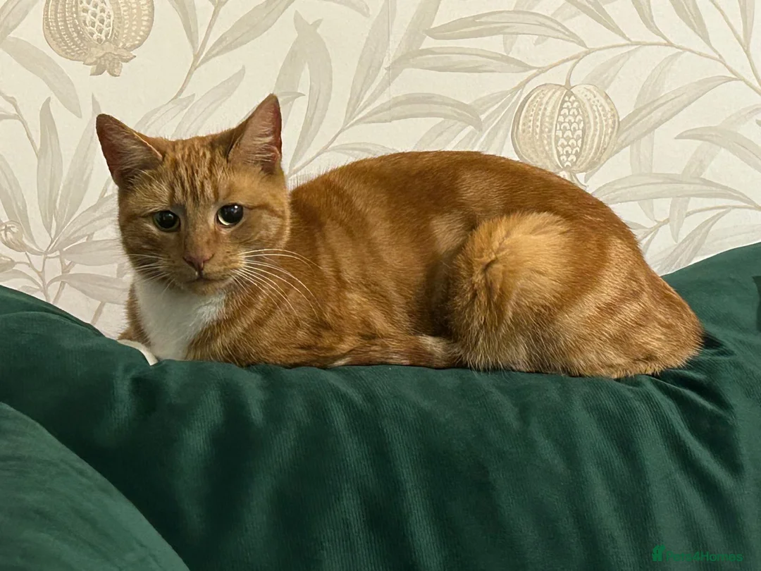 Mixed Breed cats for sale: Female ginger cat in Chesterfield - Advert 1
