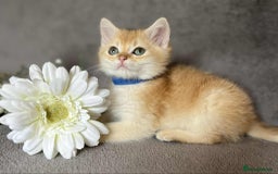 British Shorthair cats for sale: Beautiful British Shorthair kittens 🫶 - Image 9