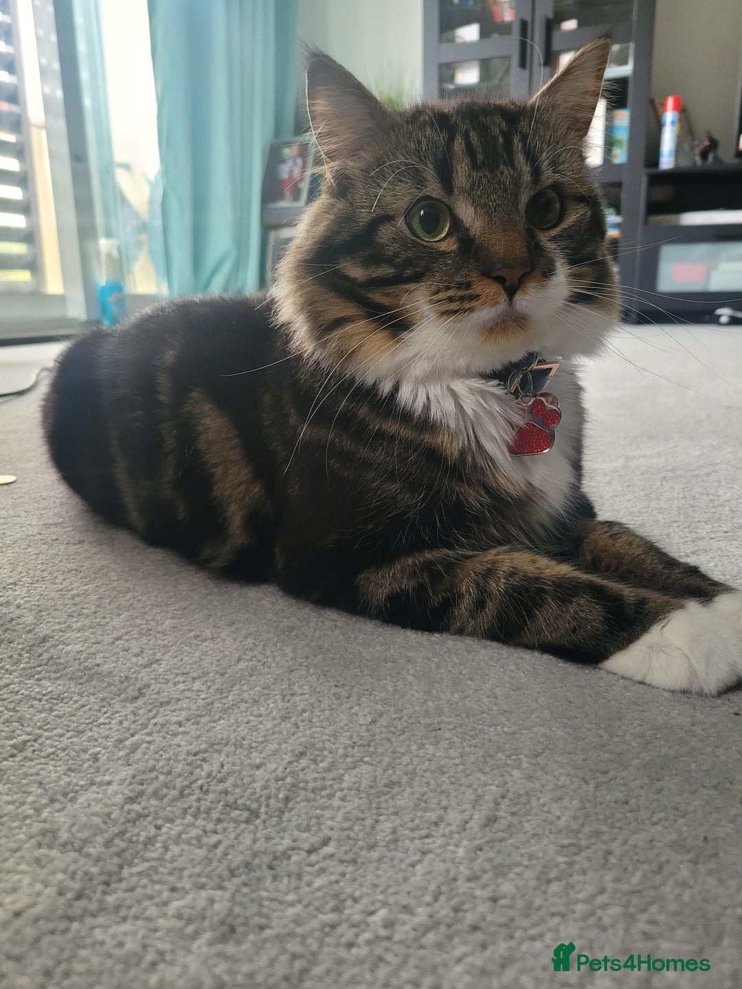 Mixed Breed cats for sale: Lovely Adult Tabby Cat Looking to be Rehomed - Advert 2
