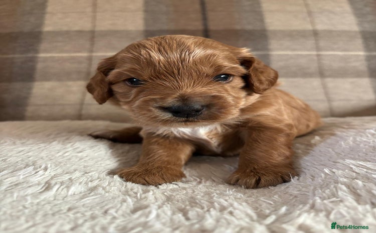 Cockapoo dogs - Advert 10