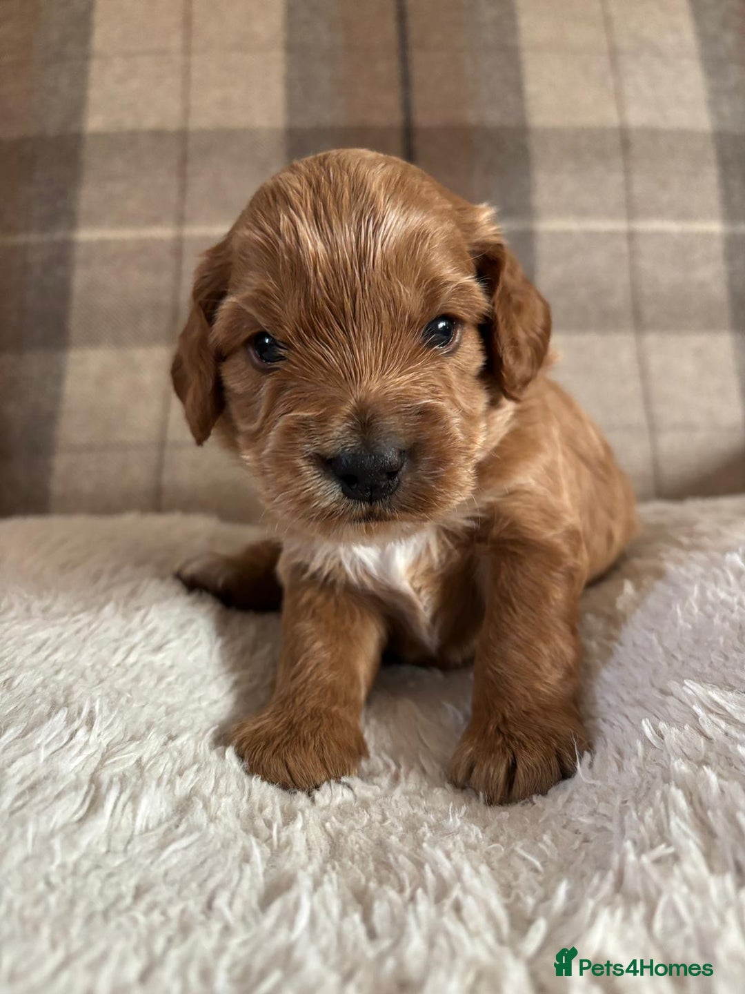 Cockapoo dogs for sale: Cockapoo - Image 1