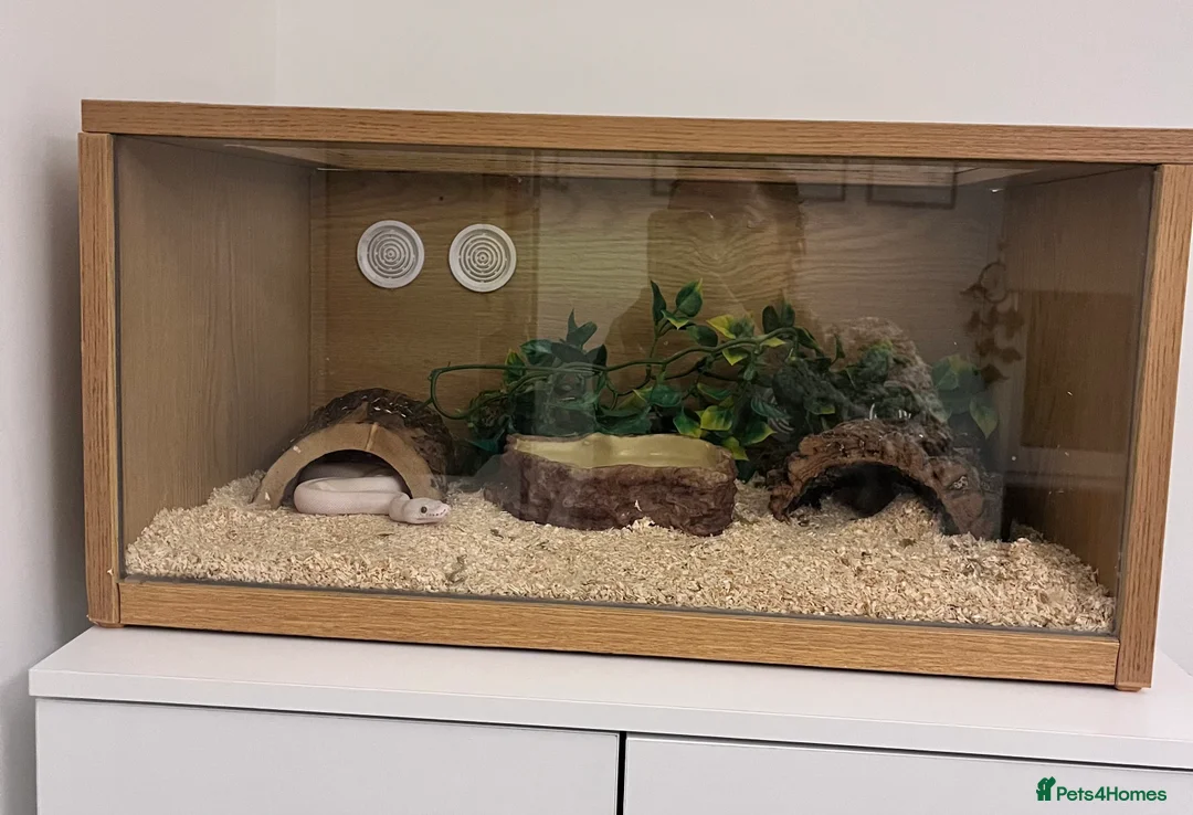 Python Snake reptiles for sale: Female Albino Royal Python – Healthy & Calm in Ramsgate - Advert 4