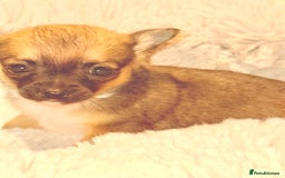 Chihuahua dogs for sale: Tiny Chihuahua girls  - Image 2