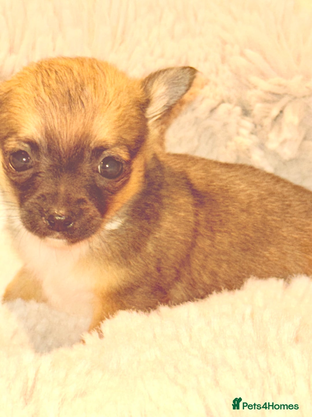 Chihuahua dogs for sale: Tiny Chihuahua girls  - Image 2
