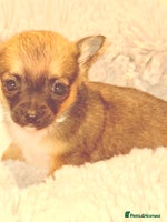 Chihuahua dogs - Advert 15