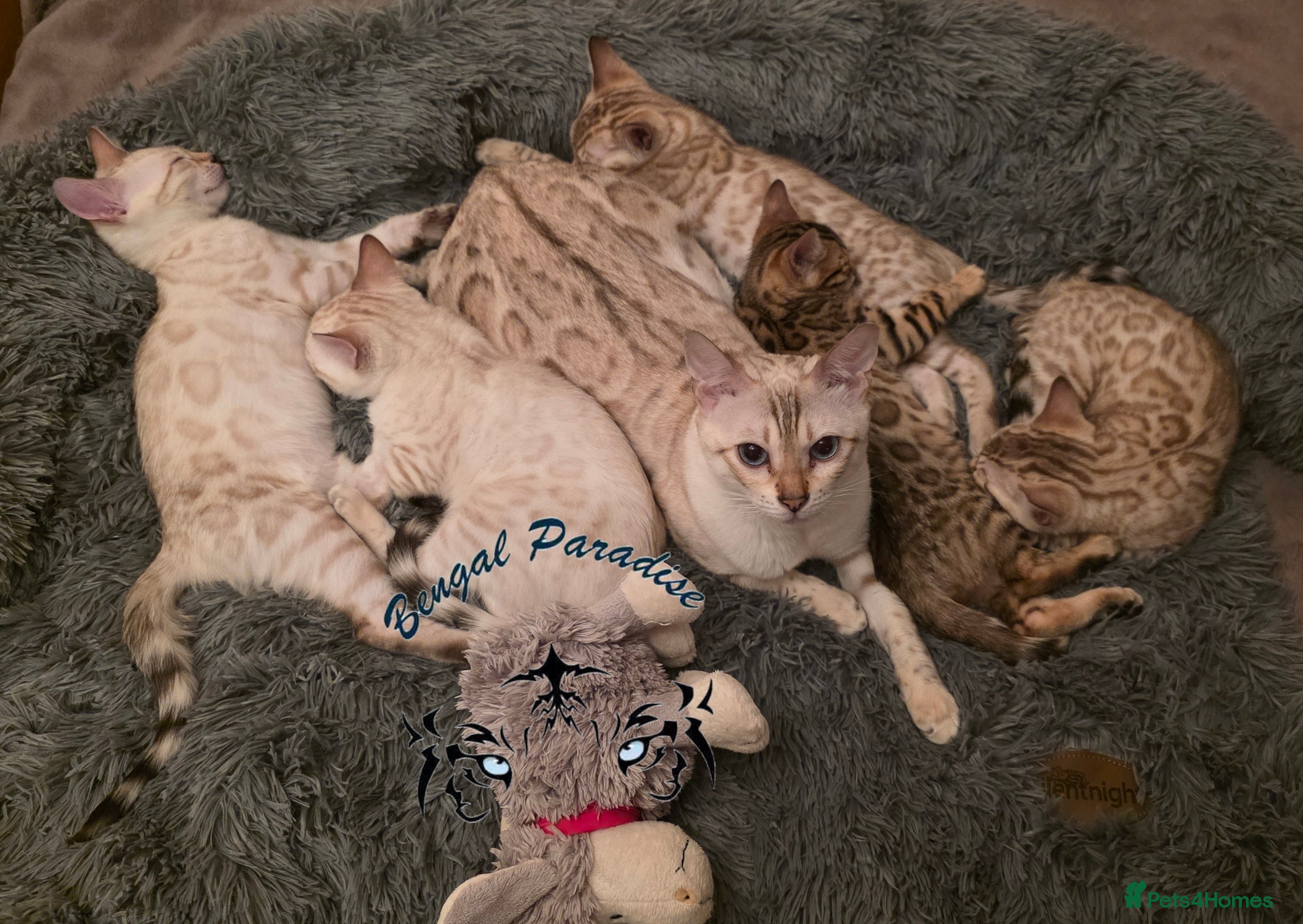 Bengal cats Beautiful 🐾 5 BENGALPARADISE 🐾 Kittens - Advert 8