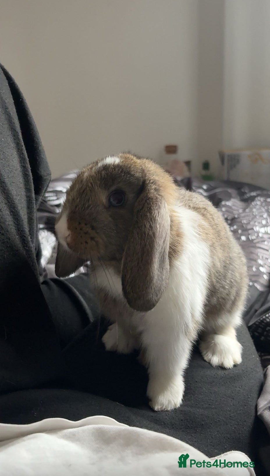 Mixed Breed rabbits Benji and Bunny - Advert 1