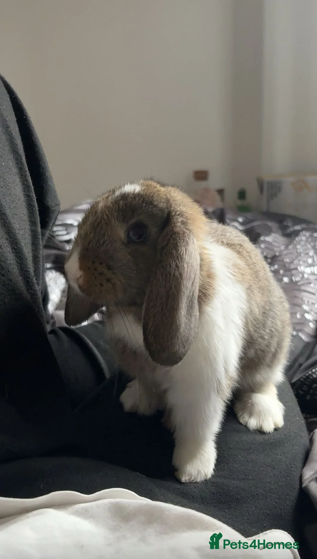 Mixed Breed rabbits for sale: Benji and Bunny - Advert 1