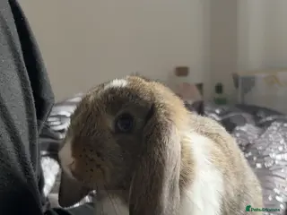 Mixed Breed rabbits Benji and Bunny - Advert 1