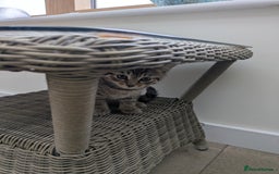 Mixed Breed cats for sale: Two gorgeous boys left - Image 9