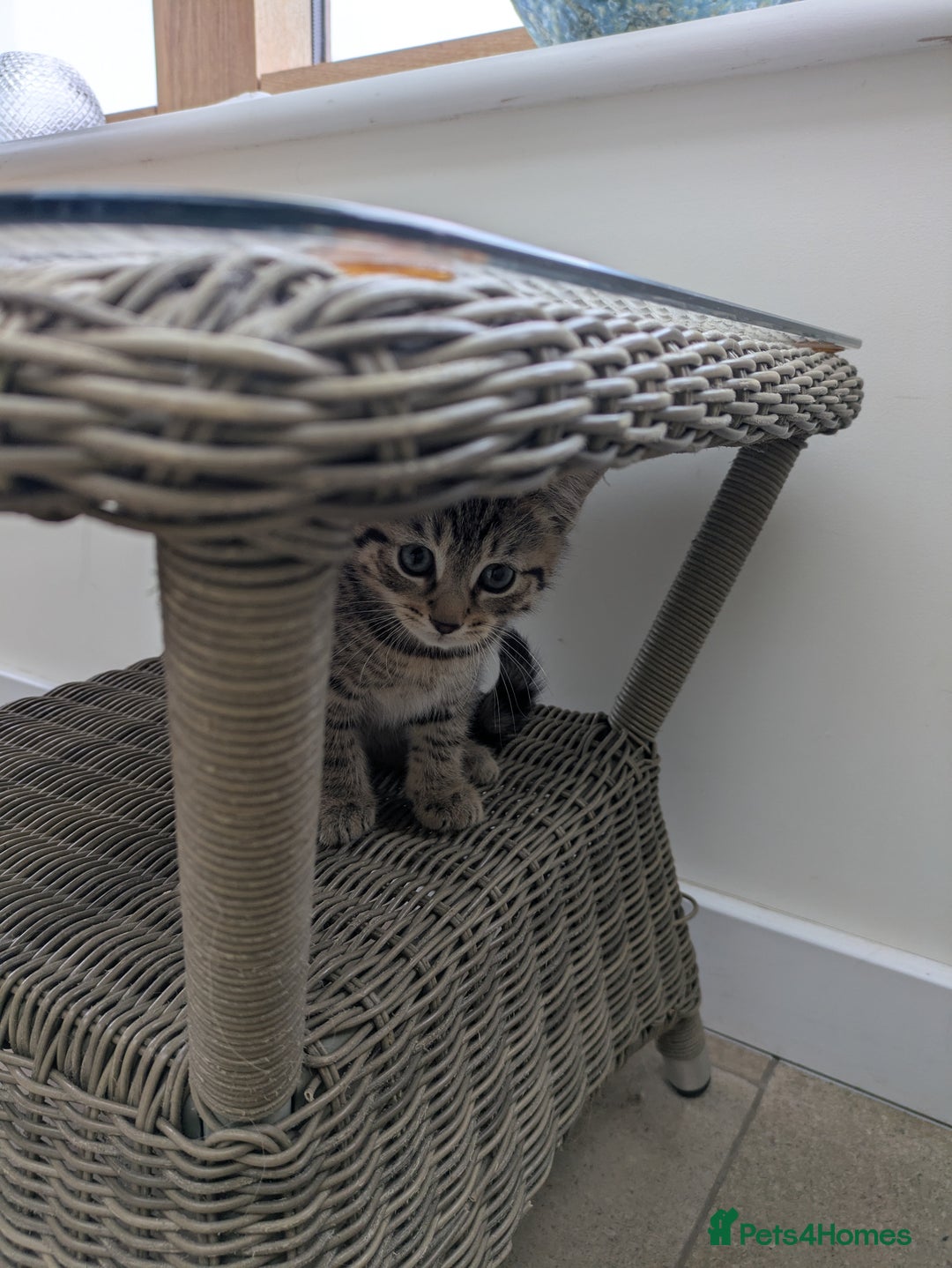 Mixed Breed cats for sale: Two gorgeous boys left - Image 9