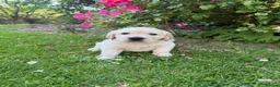 Golden Retriever dogs for sale: Chunky golden retriever puppies, kc registered in Poulton-le-Fylde - Advert 5