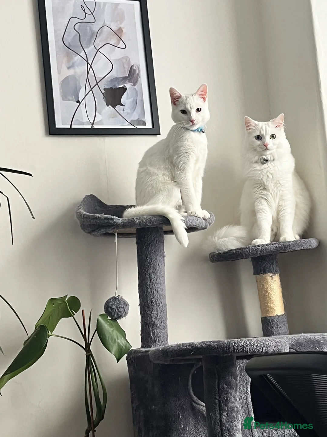 Mixed Breed cats for sale: NEED GONE ASAP - Two beautiful white cats - Advert 8