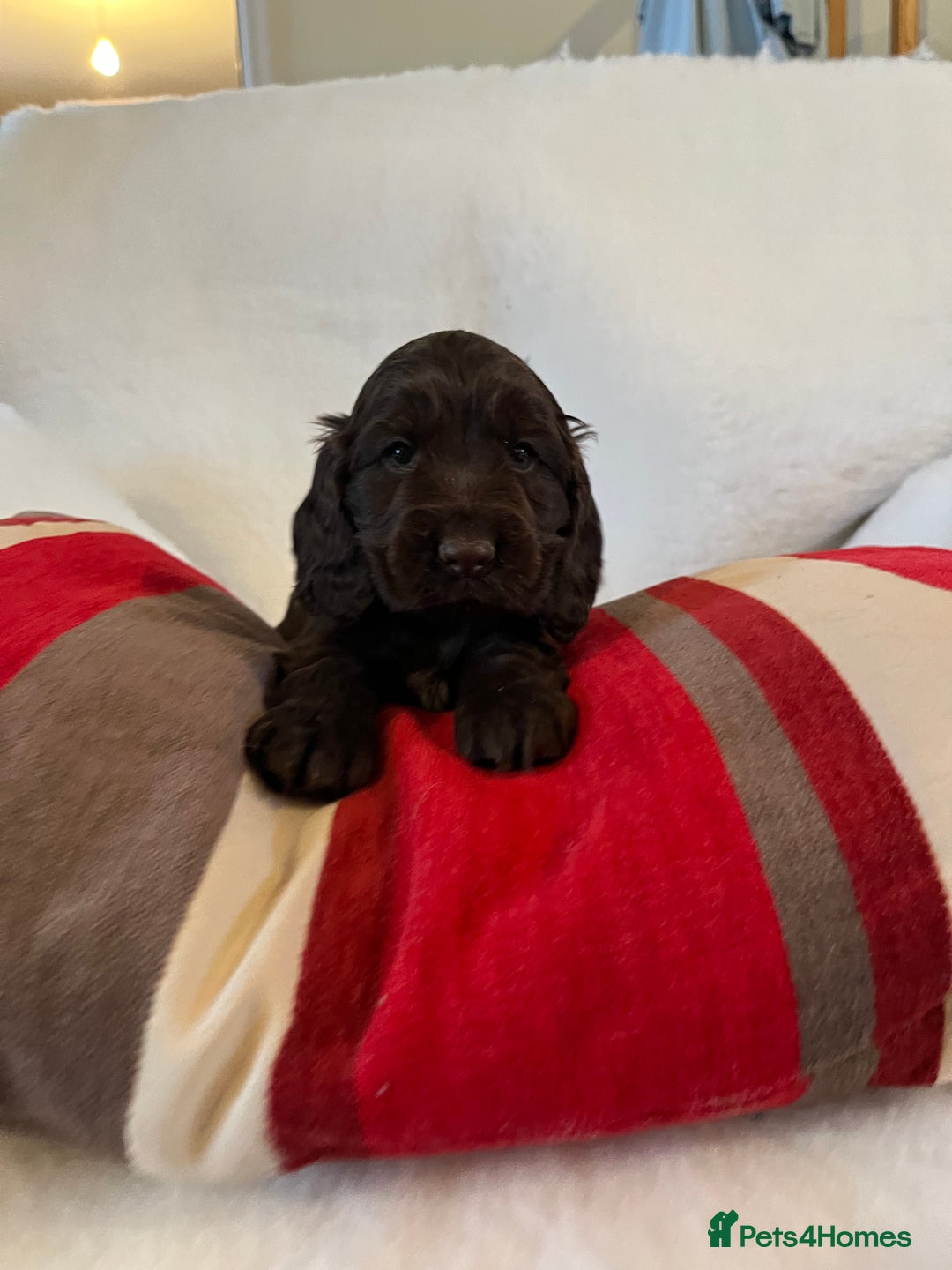 Cocker Spaniel dogs for sale: Health tested KC reg show type cockers - Advert 3