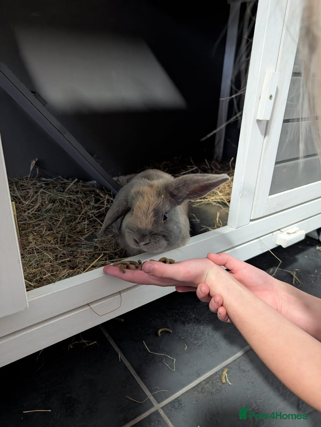Mixed Breed rabbits for sale: 2x Mini Lop Cross Boys - Advert 2