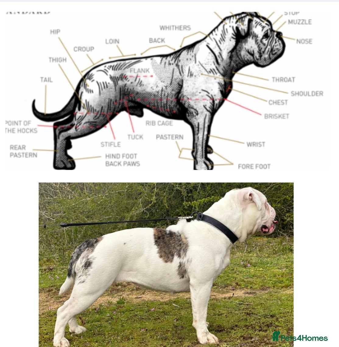 English Bulldog dogs for sale: 🐾 EXCEPTIONAL OLDE ENGLISH BULLDOG PUPPIES 🐾 - Advert 22