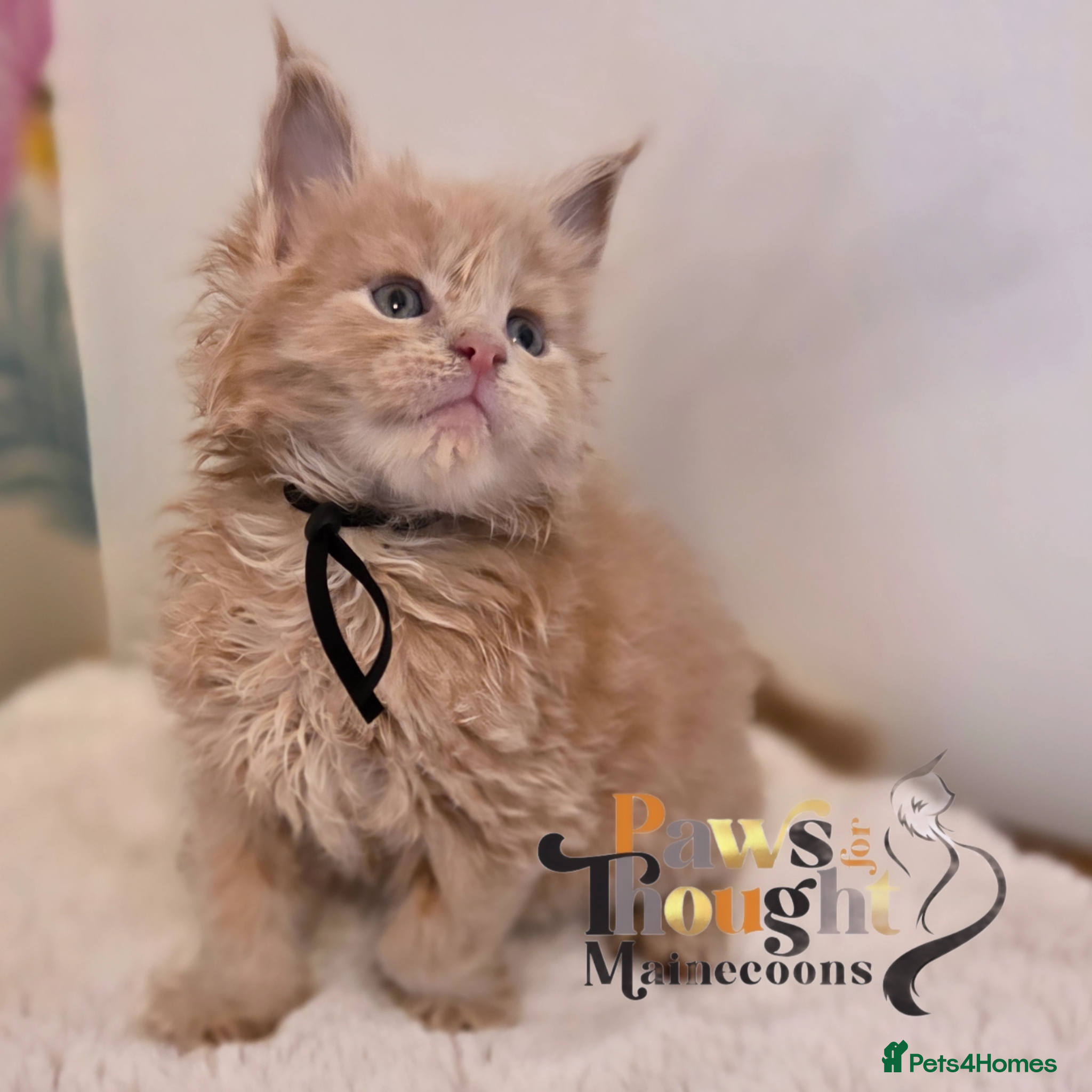 Maine Coon cats Outstanding Quality TICA reg Kittens - Advert 1