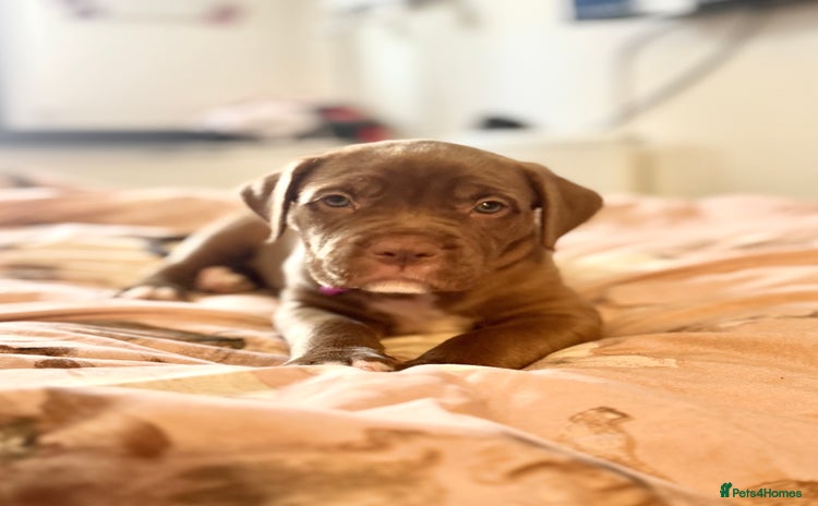 Mixed Breed dogs - Advert 2