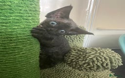 Devon Rex cats for sale: Affectionate Devon Rex Boy available  in Ramsgate - Image 7
