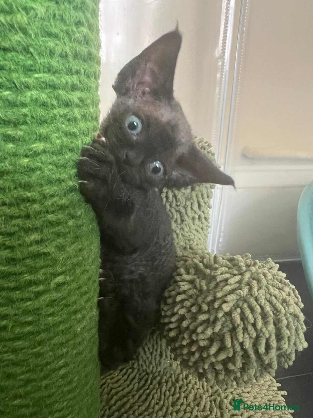 Devon Rex cats for sale: Affectionate Devon Rex Boy available  in Ramsgate - Image 7