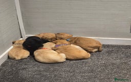 Labrador Retriever dogs for sale: Stunning Labrador Puppies 🥰 - Image 7
