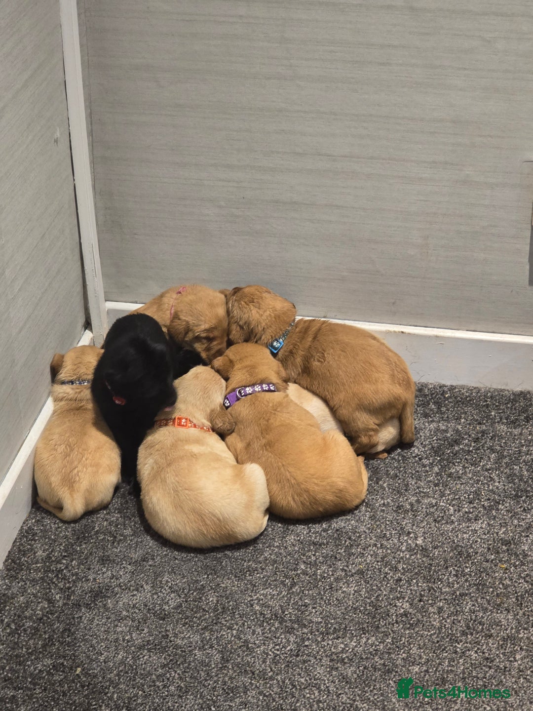 Labrador Retriever dogs for sale: Stunning Labrador Puppies 🥰 - Image 7