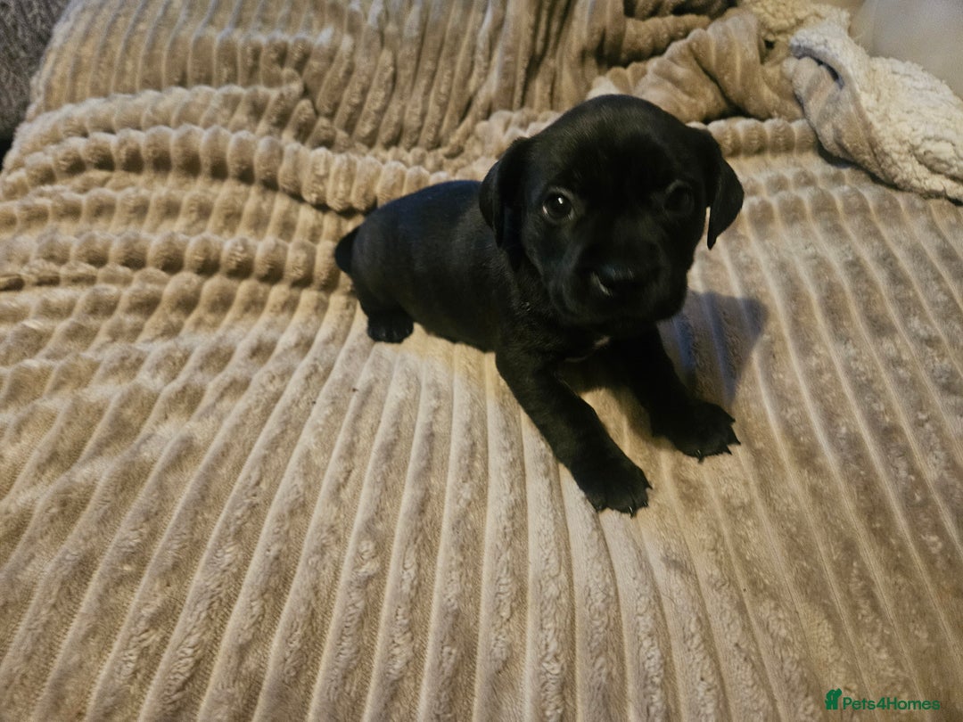 Mixed Breed dogs for sale: Staffy cross jacksui - Advert 24