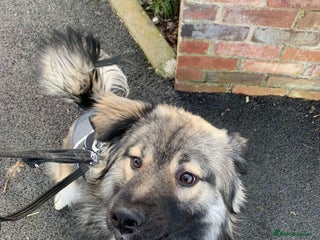 Mixed Breed dogs Meet Nico, currently residing in Cheshire in Nantwich - Advert 8