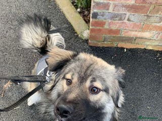 Mixed Breed dogs Meet Nico, currently residing in Cheshire in Nantwich - Advert 7