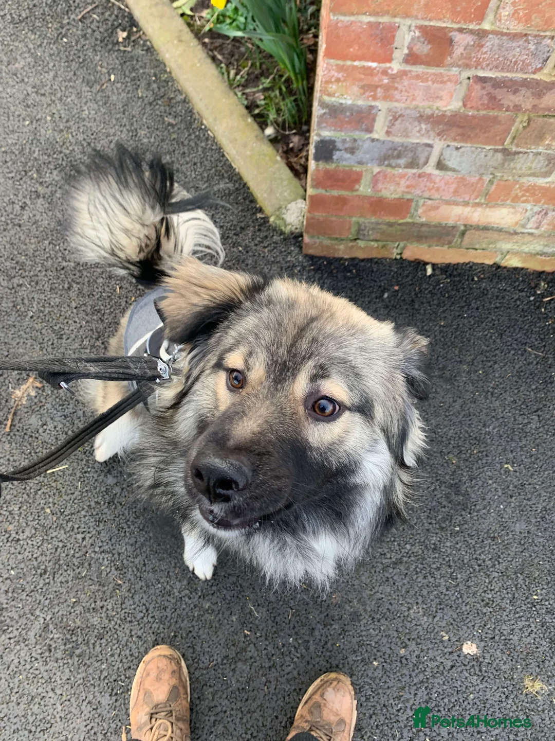 Mixed Breed dogs for adoption: Meet Nico, currently residing in Cheshire  in Nantwich - Advert 1