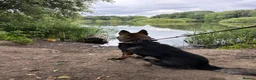 German Shepherd dogs for sale: Stunning kc male  - Advert 13