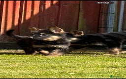 German Shepherd dogs for sale: Big beautiful big boned German Shepherd puppies - Image 2
