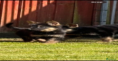 German Shepherd dogs - Advert 7