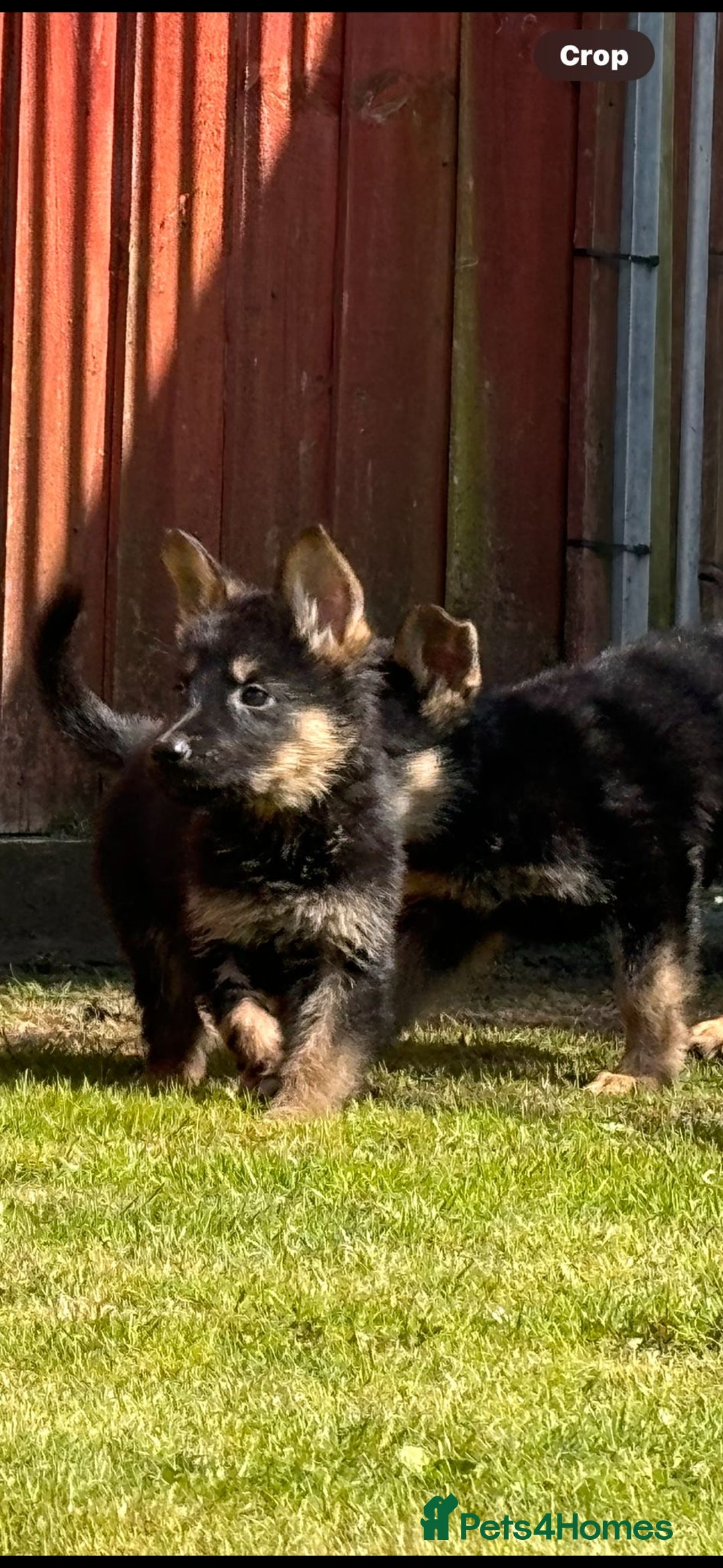German Shepherd dogs for sale: Big beautiful big boned German Shepherd puppies - Image 2