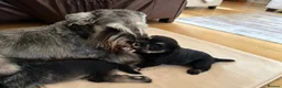 Miniature Schnauzer dogs for sale: Outstanding Miniature Schnauzer puppies - Advert 2