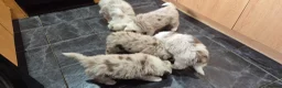Border Collie dogs for sale: 🐾 Thanks for all enquiries all pups now sold 🐾 - Advert 29